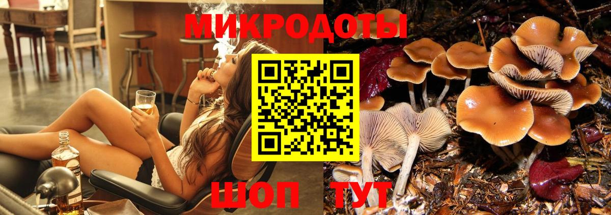 Псилоцибиновые грибы Psilocybe Сокол